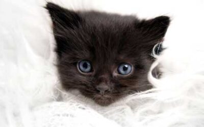 Your Home is Your Castle