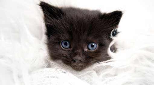 Your Home is Your Castle